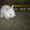 Декоративные кролики, клетки. корма доставка - <ro>Изображение</ro><ru>Изображение</ru> #3, <ru>Объявление</ru> #628304