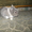 Декоративные кролики, клетки. корма доставка - <ro>Изображение</ro><ru>Изображение</ru> #7, <ru>Объявление</ru> #628304