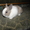 Декоративные кролики, клетки. корма доставка - <ro>Изображение</ro><ru>Изображение</ru> #4, <ru>Объявление</ru> #628304