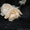 Декоративные кролики, клетки. корма доставка - <ro>Изображение</ro><ru>Изображение</ru> #6, <ru>Объявление</ru> #628304