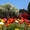  Глициния (wisteria floribunda),  саженцы,  растения открытого грунта #658774