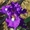  Глициния (wisteria floribunda), саженцы, растения открытого грунта - <ro>Изображение</ro><ru>Изображение</ru> #2, <ru>Объявление</ru> #658774