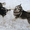 Аляскинский маламут  щенки - <ro>Изображение</ro><ru>Изображение</ru> #3, <ru>Объявление</ru> #661820
