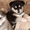 Аляскинский маламут  щенки - <ro>Изображение</ro><ru>Изображение</ru> #1, <ru>Объявление</ru> #661820