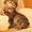 Котенка Курильский бобтейл - <ro>Изображение</ro><ru>Изображение</ru> #3, <ru>Объявление</ru> #671212