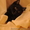 Котенка Курильский бобтейл - <ro>Изображение</ro><ru>Изображение</ru> #1, <ru>Объявление</ru> #671212