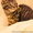 Котенка Курильский бобтейл - <ro>Изображение</ro><ru>Изображение</ru> #2, <ru>Объявление</ru> #671212