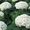 Продам рассаду: хризантемы,пионы,канны, ирисы,лилии,розы,гортензии,фиалки - <ro>Изображение</ro><ru>Изображение</ru> #7, <ru>Объявление</ru> #664806