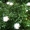 Продам рассаду: хризантемы, пионы, канны,  ирисы, лилии, розы, гортензии, фиалки #664806