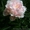 Продам рассаду: хризантемы,пионы,канны, ирисы,лилии,розы,гортензии,фиалки - <ro>Изображение</ro><ru>Изображение</ru> #2, <ru>Объявление</ru> #664806