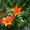 Продам рассаду: хризантемы,пионы,канны, ирисы,лилии,розы,гортензии,фиалки - <ro>Изображение</ro><ru>Изображение</ru> #3, <ru>Объявление</ru> #664806