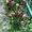 Продам рассаду: хризантемы,пионы,канны, ирисы,лилии,розы,гортензии,фиалки - <ro>Изображение</ro><ru>Изображение</ru> #4, <ru>Объявление</ru> #664806