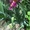 Продам рассаду: хризантемы,пионы,канны, ирисы,лилии,розы,гортензии,фиалки - <ro>Изображение</ro><ru>Изображение</ru> #5, <ru>Объявление</ru> #664806
