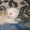  шотландские вислоухие котята  - <ro>Изображение</ro><ru>Изображение</ru> #2, <ru>Объявление</ru> #649269