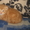  шотландские вислоухие котята  - <ro>Изображение</ro><ru>Изображение</ru> #4, <ru>Объявление</ru> #649269