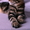 Известный питомник Bartalameo предлагает котят Мейн Кун (с видео) - <ro>Изображение</ro><ru>Изображение</ru> #3, <ru>Объявление</ru> #649556