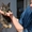 Трёхцветный котёнок с доставкой на дом - <ro>Изображение</ro><ru>Изображение</ru> #2, <ru>Объявление</ru> #701457