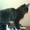 Котик черный бобтейл #684628