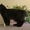 Котик черный бобтейл - <ro>Изображение</ro><ru>Изображение</ru> #2, <ru>Объявление</ru> #684628
