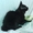 Котик черный бобтейл - <ro>Изображение</ro><ru>Изображение</ru> #1, <ru>Объявление</ru> #684628