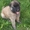 Продам щенки Тервюрен Бельгийская овчарка Киев #696477