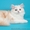 Шотландские котята хайленды красные - <ro>Изображение</ro><ru>Изображение</ru> #2, <ru>Объявление</ru> #684348