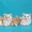 Шотландские котята хайленды красные - <ro>Изображение</ro><ru>Изображение</ru> #1, <ru>Объявление</ru> #684348