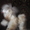 Продажа Киев Игрушки-марионетки(собаки и страусы) - <ro>Изображение</ro><ru>Изображение</ru> #2, <ru>Объявление</ru> #677032