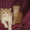 котятки - шотландики - <ro>Изображение</ro><ru>Изображение</ru> #2, <ru>Объявление</ru> #577120