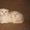 Ананас-улыбчивый котик, шотландский вислоухий - <ro>Изображение</ro><ru>Изображение</ru> #3, <ru>Объявление</ru> #698876