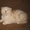 Ананас-улыбчивый котик, шотландский вислоухий - <ro>Изображение</ro><ru>Изображение</ru> #2, <ru>Объявление</ru> #698876