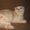 Ананас-улыбчивый котик,  шотландский вислоухий