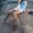 Пляжная, круизная одежда ORA от dress4you - <ro>Изображение</ro><ru>Изображение</ru> #6, <ru>Объявление</ru> #704521