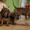 Щенки карликовой гладкошерстной таксы  - <ro>Изображение</ro><ru>Изображение</ru> #5, <ru>Объявление</ru> #718291