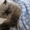 Персик 2 мес Гималайский Колор Поинт  - <ro>Изображение</ro><ru>Изображение</ru> #3, <ru>Объявление</ru> #710828