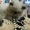 Персик 2 мес Гималайский Колор Поинт  - <ro>Изображение</ro><ru>Изображение</ru> #1, <ru>Объявление</ru> #710828