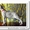 Веймаранер, щенки веймаранера рождены  04.06.2012 - <ro>Изображение</ro><ru>Изображение</ru> #2, <ru>Объявление</ru> #723774