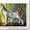 Веймаранер, щенки веймаранера рождены  04.06.2012 - <ro>Изображение</ro><ru>Изображение</ru> #5, <ru>Объявление</ru> #723774