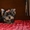 Эксклюзивные щеночки йоркширского терьера VIP-Classa - <ro>Изображение</ro><ru>Изображение</ru> #1, <ru>Объявление</ru> #705092