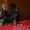 Эксклюзивные щеночки йоркширского терьера VIP-Classa - <ro>Изображение</ro><ru>Изображение</ru> #3, <ru>Объявление</ru> #705092