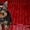 Эксклюзивные щеночки йоркширского терьера VIP-Classa - <ro>Изображение</ro><ru>Изображение</ru> #2, <ru>Объявление</ru> #705092