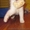 Котенок в добрые руки даром - <ro>Изображение</ro><ru>Изображение</ru> #1, <ru>Объявление</ru> #724198