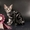 Американские короткошерстные котята - <ro>Изображение</ro><ru>Изображение</ru> #4, <ru>Объявление</ru> #730411