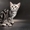 Американские короткошерстные котята - <ro>Изображение</ro><ru>Изображение</ru> #7, <ru>Объявление</ru> #730411