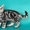 Американские короткошерстные котята - <ro>Изображение</ro><ru>Изображение</ru> #3, <ru>Объявление</ru> #730411