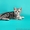 Американские короткошерстные котята - <ro>Изображение</ro><ru>Изображение</ru> #6, <ru>Объявление</ru> #730411