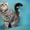 Продажа. Молодая кошка-производитель - <ro>Изображение</ro><ru>Изображение</ru> #1, <ru>Объявление</ru> #730399