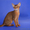 Абиссинские котята - американский тип! - <ro>Изображение</ro><ru>Изображение</ru> #1, <ru>Объявление</ru> #300097