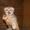  шотландские котята шоу класса - <ro>Изображение</ro><ru>Изображение</ru> #1, <ru>Объявление</ru> #755734