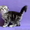 Британские Короткошерстные и Шотландские котята - <ro>Изображение</ro><ru>Изображение</ru> #1, <ru>Объявление</ru> #759298